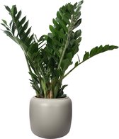ELHO ® Pure Beads Small Ø 40 (Balanced Beige) met Zamioculcas ↨ 80cm - planten - binnenplanten - buitenplanten - tuinplanten - potplanten - hangplanten - plantenbak - bomen - plant