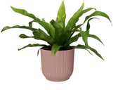 Asplenium 'antiquum' in sierpot Vibes Fold Rond (delicaat roze) ↨ 25cm - hoge kwaliteit planten