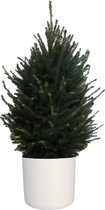 Kerstboom Picea glauca Super Green in ELHO b.for soft rond sierpot (wit) ↨ 120cm - hoge kwaliteit planten