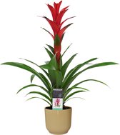 Decorum Guzmania Ostara in ELHO ® Vibes Fold Rond (botergeel) ↨ 60cm - planten - binnenplanten - buitenplanten - tuinplanten - potplanten - hangplanten - plantenbak - bomen - plant