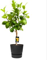 Citrus Bergamot in ELHO outdoor sierpot Greenville Rond (zwart) ↨ 85cm - hoge kwaliteit planten