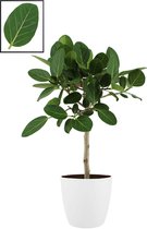 Ficus Benghalensis ‘Audrey’ in ELHO Brussels Round (wit) ↨ 90cm - planten - binnenplanten - buitenplanten - tuinplanten - potplanten - hangplanten - plantenbak - bomen - plantenspu