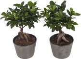 Ficus Gin Seng Wyberline grijs ↨ 45cm - 2 stuks - hoge kwaliteit planten
