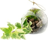 DIY mini hangende terrarium kit  Klimop  Met instructies