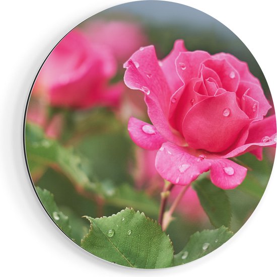 Artaza Dibond Muurcirkel Roze Roos Met Waterdruppels - Ø 40 cm - Klein - Wandcirkel - Rond Schilderij - Voor Binnen en Buiten