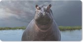 Bureaumat - Nijlpaard - Water - Wolken - 80x40 - Muismat