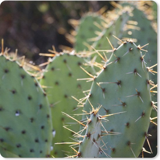 Foto: Muismat klein botanical cactus fotoprint 20x20 cm