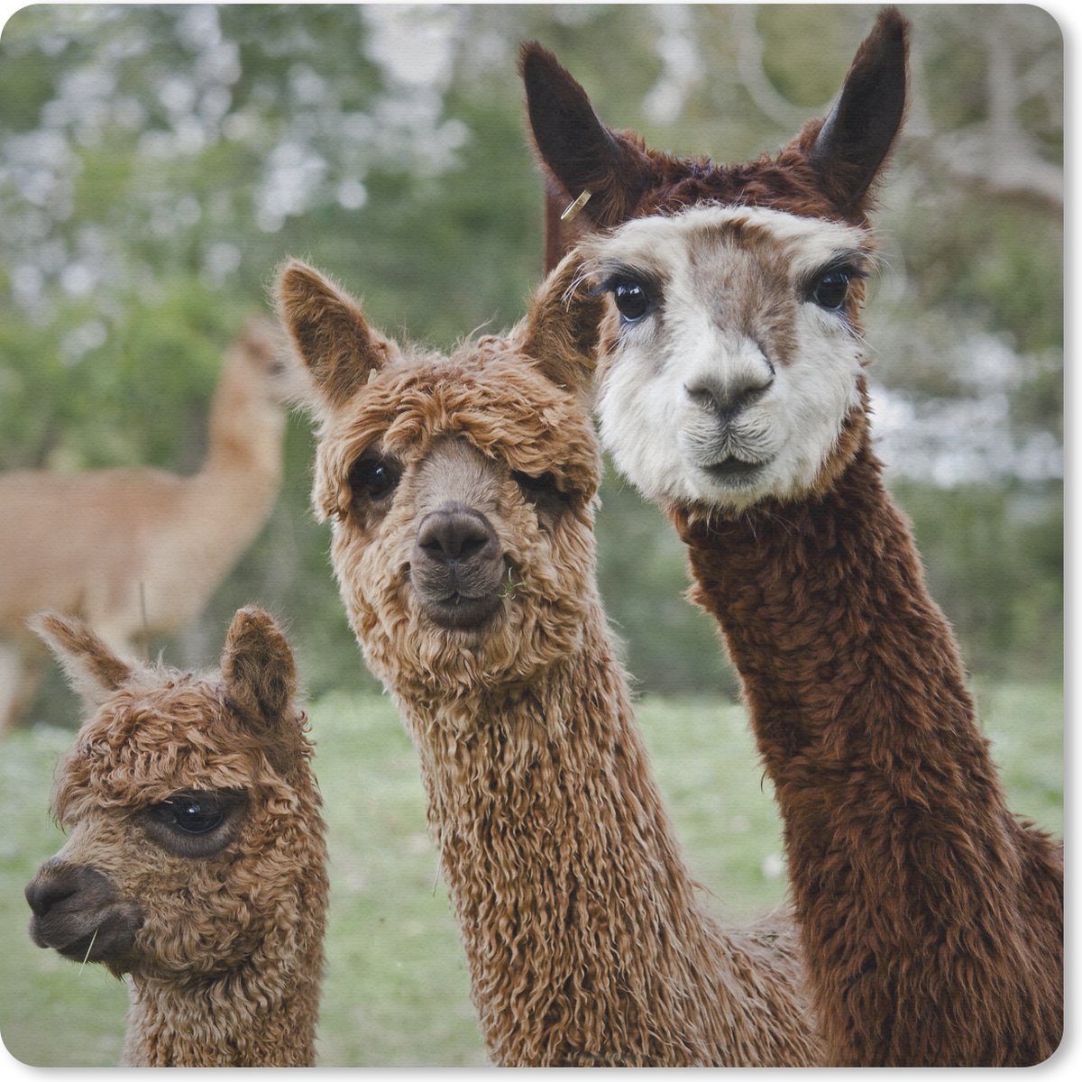 Muismat 20x20 cm - Mousepad Alpaca - Dier - Bruin - Muismatten