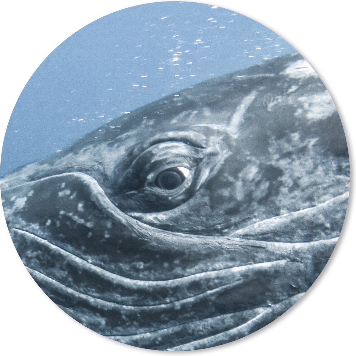 Muismat rond 30x30 cm - Mousepad Water - Dieren - Bultrug - Ronde muismatten
