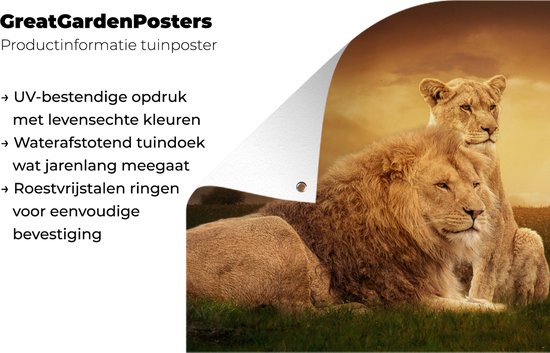 Affiche de clôture Lions - Herbe - Ciel - 200x100 cm - Toile de jardin