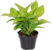Homalomena Lemon Lime - Hoogte ↕ 40cm - Pot ∅ 15cm