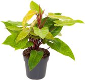 Kamerplant van Botanicly – Philodendron Painted Lady – Hoogte: 50 cm
