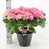 Bloem van Botanicly – Hortensia – Hoogte: 45 cm – Hydrangea macrophylla Early Pink