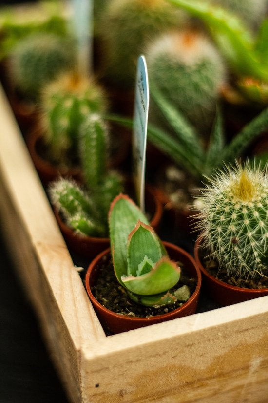 Mini cactus et succulentes | 30 pièces | ø 3,5 cm | Plante d'intérieur | bol