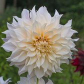 Dahlia Café au Lait