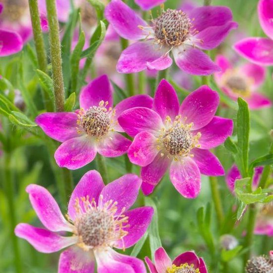 Foto: 12x anemoon anemone annabella deep rose p9 pot 9x9 