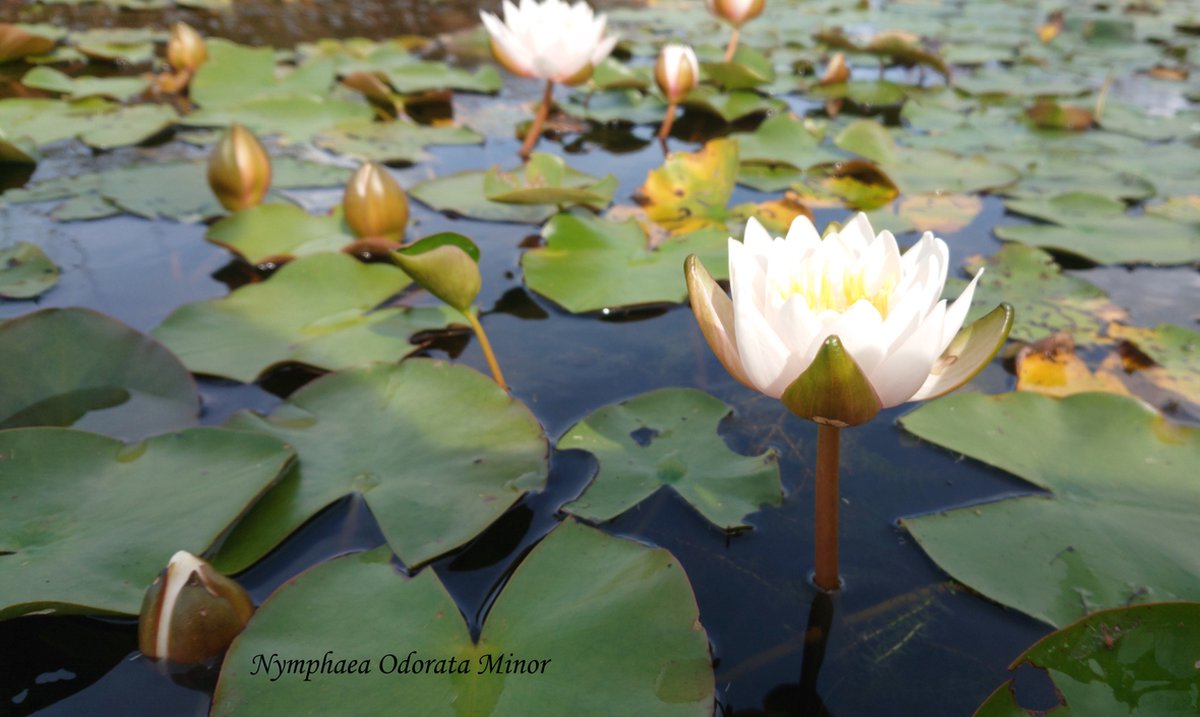 Waterlelie Nymphaea odorata Minor (creme witte waterlelie) - Vijverplant - Vijverklaar opgeplant in een mand van 19 x 19 cm - Lang bloeiende en aangenaam geurende lelie - Vijverplanten Webshop