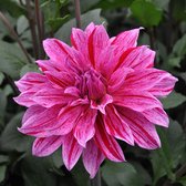 Dahlia Babylon lila gevlamd