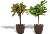 Set van 2 - Ficus Elastica Melany 85cm hoog, 21Ø + Ficus Benghalensis Audrey 85cm hoog, 21Ø - Kamerplant - Met mand