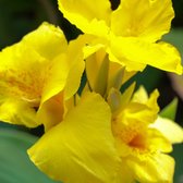 Canna King City Gold