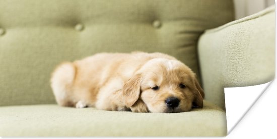 Poster Een slapende Golden Retriever puppy op de bank - 160x80 cm