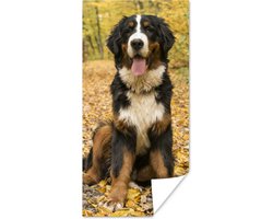 Poster Een Berner Sennenhond met mooie herfstbladeren - 60x120 cm