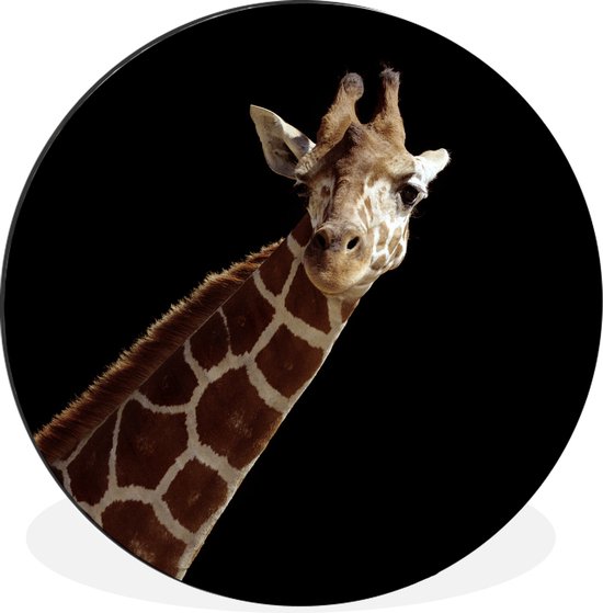 WallCircle - Wandcirkel - Muurcirkel - Giraffe portret voor zwarte achtergrond - Aluminium - Dibond - ⌀ 60 cm - Binnen en Buiten