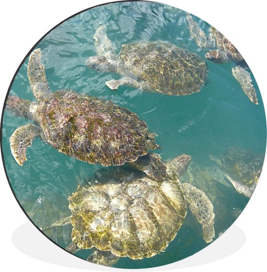 WallCircle - Wandcirkel - Muurcirkel - Schildpadden die samen in het helderblauwe water bij Grand Cayman zwemmen - Aluminium - Dibond - ⌀ 30 cm - Binnen en Buiten