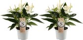 Duo Anthurium White Champion ↨ 30cm - 2 stuks - hoge kwaliteit planten