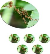 Onderzetters voor glazen - Rond - Close-up van een groep mieren - 10x10 cm - Glasonderzetters - 6 stuks
