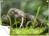 Tuinschilderij Komodovaraan die rondwandelt - 80x60 cm - Tuinposter - Tuindoek - Buitenposter