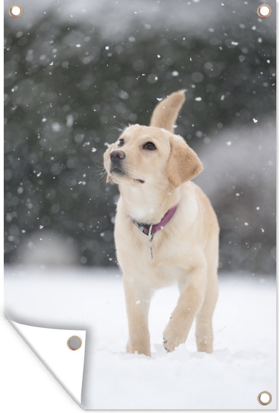 Muurdecoratie Weergave van een witte labrador hond in de sneeuw - 120x180 cm - Tuinposter - Tuindoek - Buitenposter