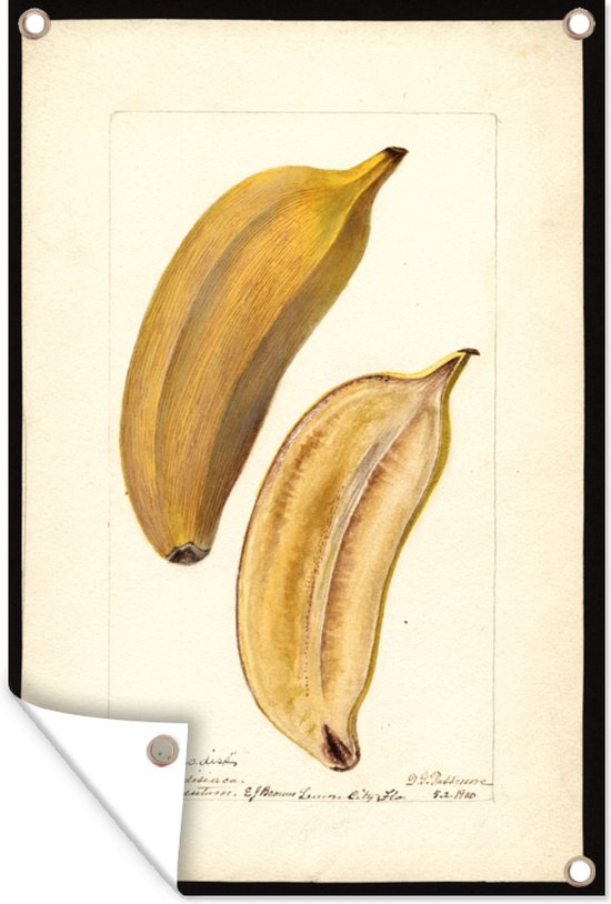 Muurdecoratie Musa, paradise banaan- schilderij van Deborah Griscom Passmore - 120x180 cm - Tuinposter - Tuindoek - Buitenposter