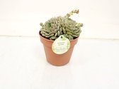 Cactus van Botanicly – Echeveria – Hoogte: 20 cm