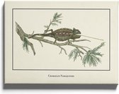 Walljar - Chamaeleo Namaquensis - Muurdecoratie - Canvas schilderij