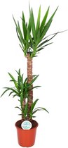 Kamerplant van Botanicly – Palmlelie – Hoogte: 125 cm – Yucca