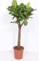 Kamerplant van Botanicly – Vioolplant  – Hoogte: 140 cm, 1 tak – Ficus Lyrata