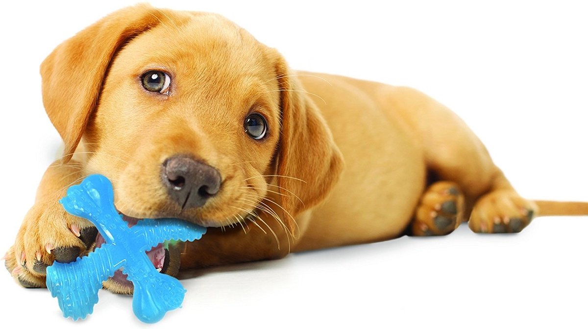 Nylabone flexi voor honden puppy teething x bone beef tot 7 kg thumbnail 4