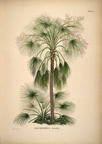 Poster - Botanisch - Bloemen en Planten - Jungle - Vintage - 50 x 70 cm - Livistona Humilis - Wanddecoratie - Muurdecoratie - Slaapkamer - Woonkamer