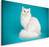 Schilderij - Witte Kat met Blauwe achtergrond, Premium print
