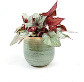 Begonia in sierpot 'Maori Haze' - Bladbegonia paars-rood - Tropische kamerplant ↑ 25-30cm - Ø14cm