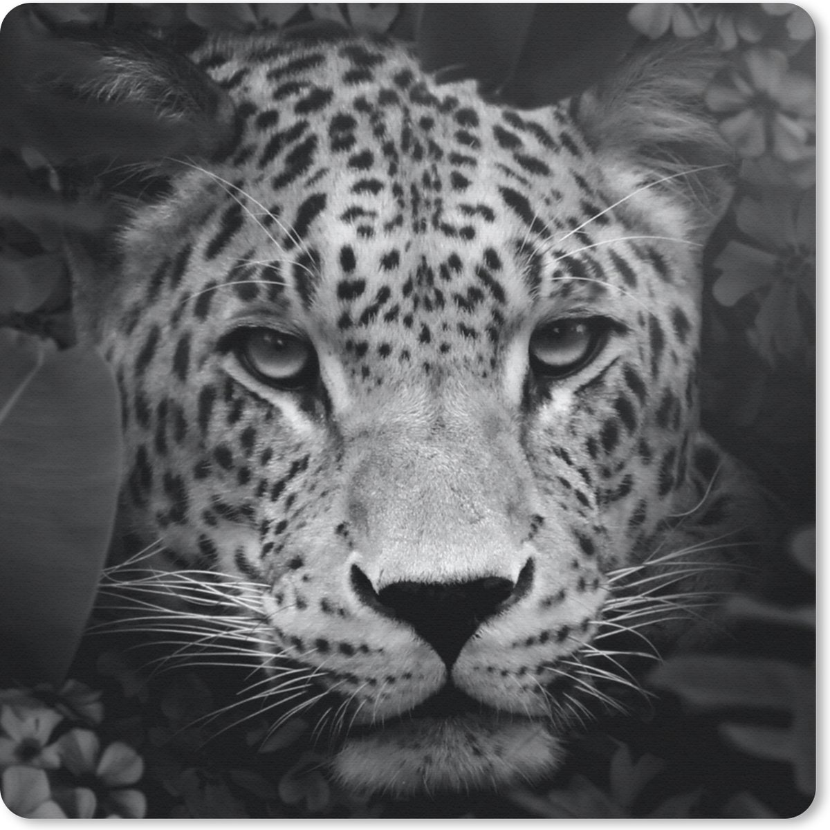 Muismat 30x30 cm - Mousepad Jungle - Panter - Wilde dieren - Zwart - Wit - Muismatten