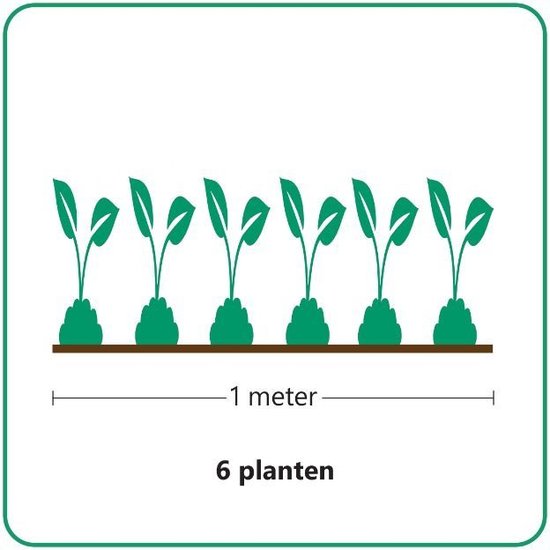 Instructie-icoon toont 6 planten per 1 meter lengte.