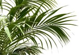 Combi deal - Kentia palm inclusief pot Jenna Gold - 250cm