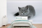 Behang - Fotobehang Weergave van een Britse korthaar kitten - Breedte 405 cm x hoogte 260 cm