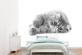 Behang - Fotobehang Perzische kitten voor een witte achtergrond - Breedte 385 cm x hoogte 280 cm