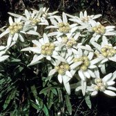 25 x Leontopodium alpinum - Edelweiss in 9x9cm pot met hoogte 5-10cm