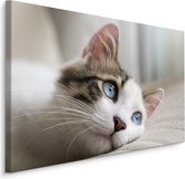 Schilderij - Dromerige Kitten, Premium Print, 5 maten