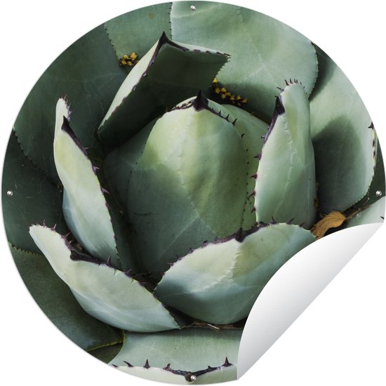 Tuincirkel Detailfoto van een mintgroene cactus - 150x150 cm - Ronde Tuinposter - Buiten