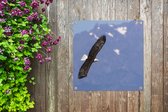 Tuinposters Amerikaanse zee arend - Adelaar - Vliegende - Vleugels - Vogels - 50x50 cm - Tuindoek - Buitenposter